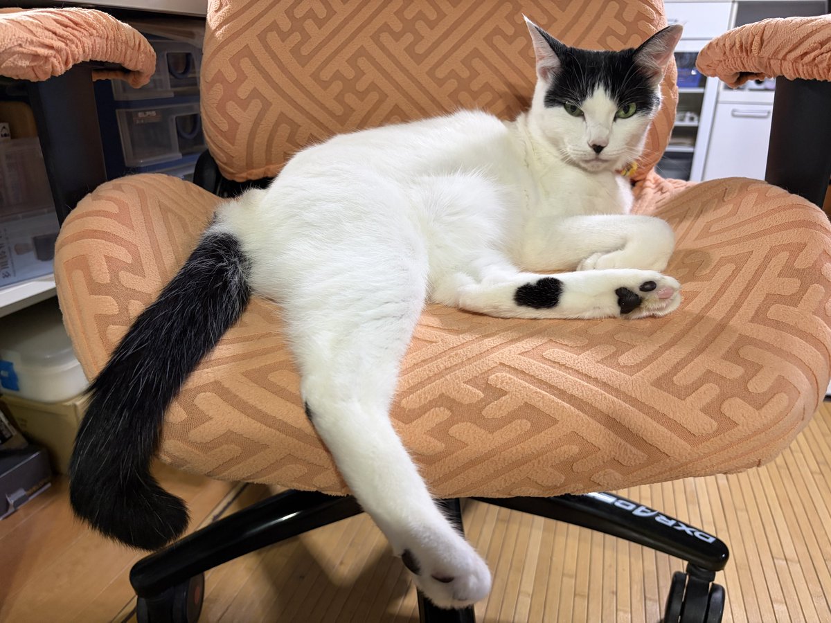 てこパカ(tecopaca)新肉球同盟写真部😻清掃隊🧼咲顔繋がり💜 tweet media