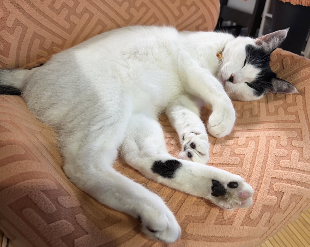 てこパカ(tecopaca)新肉球同盟写真部😻清掃隊🧼咲顔繋がり💜 tweet media