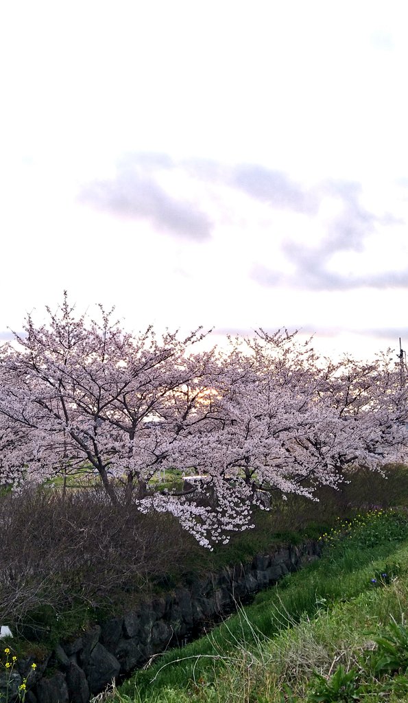 小川町観光協会 tweet media