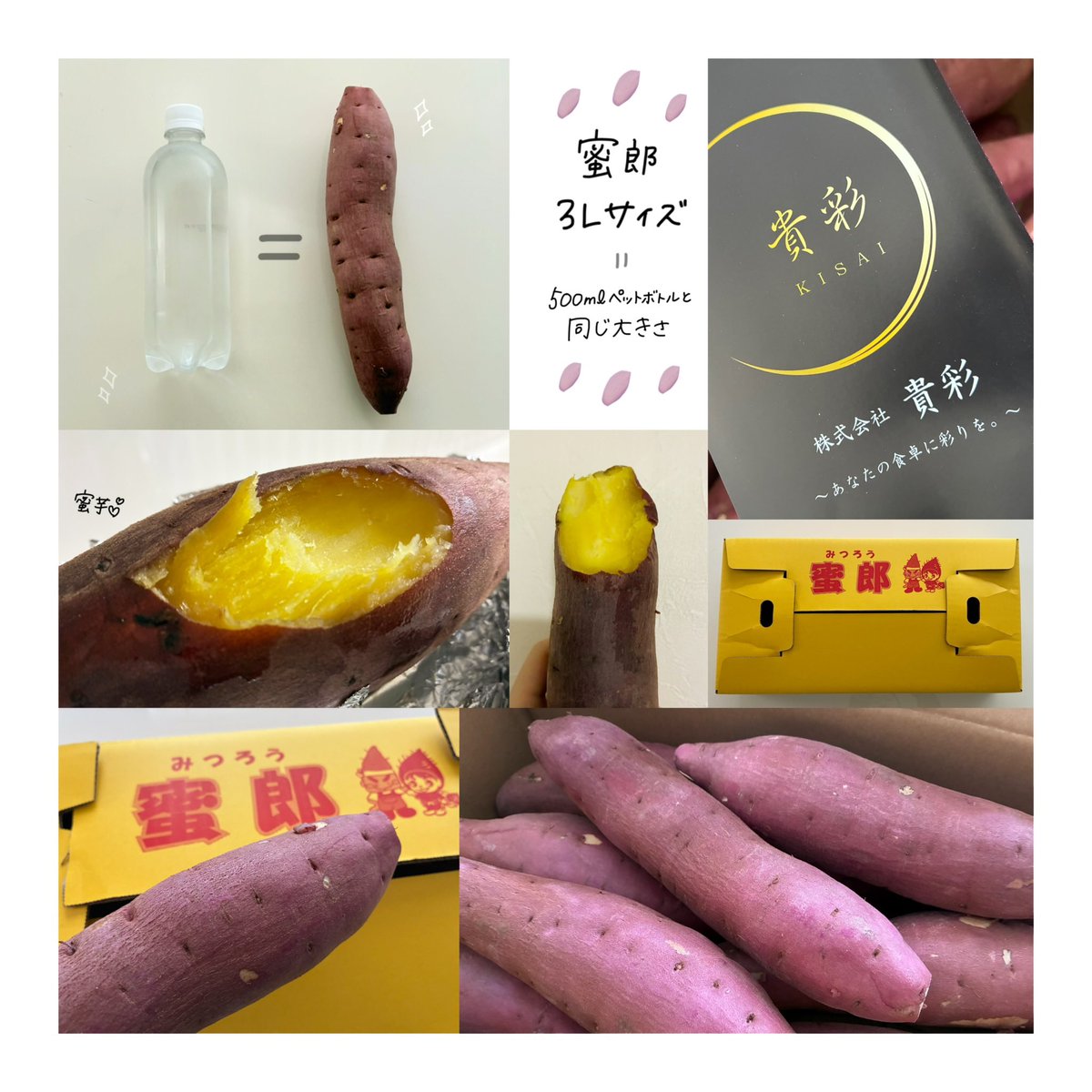s_r_m3250's tweet photo. 貴彩 《@_kisayan 》様より

きさやん第150回プレゼント企画にて

🍠 蜜郎 5kg 3Lサイズ 1箱 🍠

をいただきました✨

ペットボトルと同じ大きさの
蜜郎がたくさん👏⋆

早速オーブンで
"焼き芋"を作りました！

大きいため焼く時間はかかりますが
出来たときの嬉しさは倍増☺️

ねっとりして甘い焼き芋が
出来上がりました✨

また焼くのが楽しみです♡

この度はご縁をいただき
ありがとうございました🙇‍♀️⸝⋆