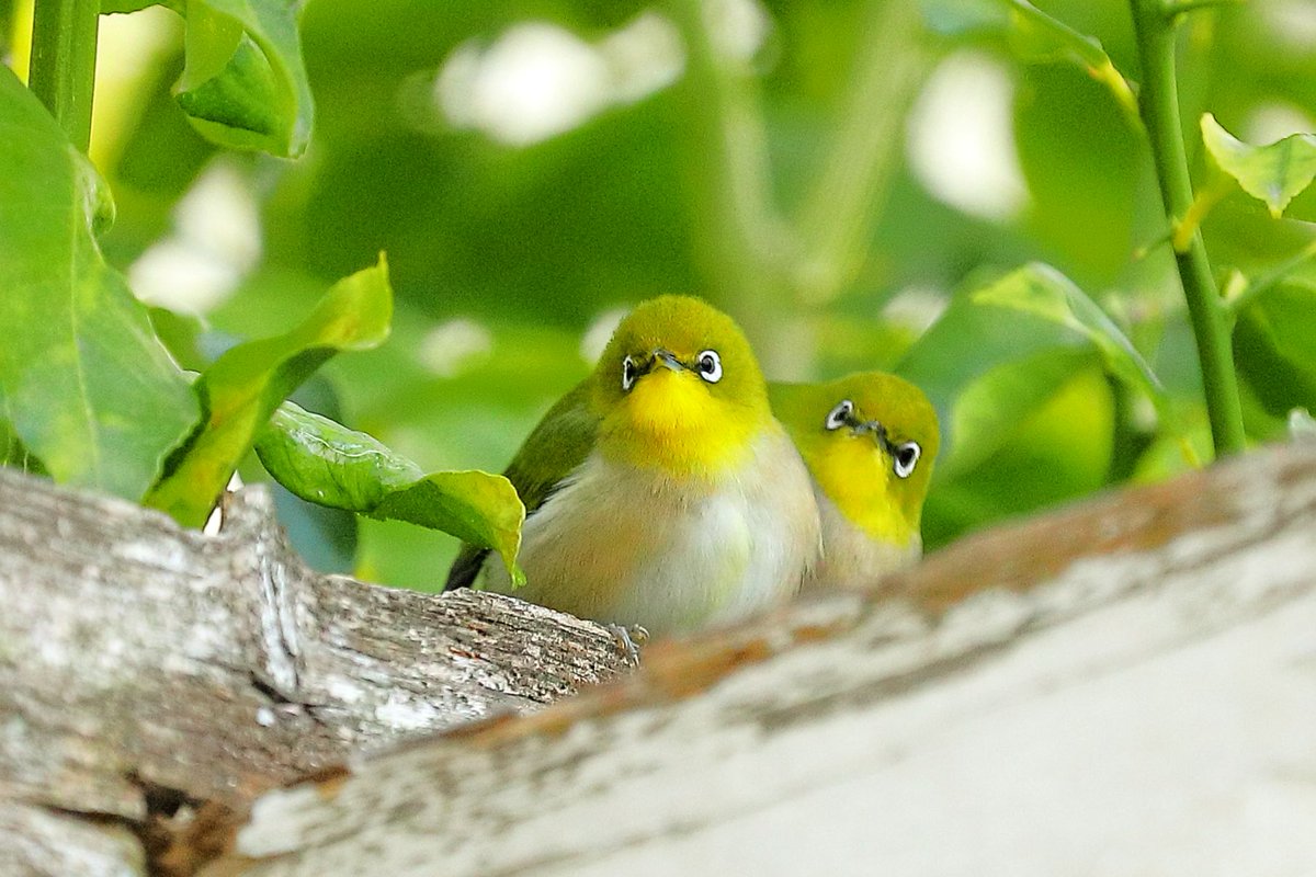 よっちゃん tweet media