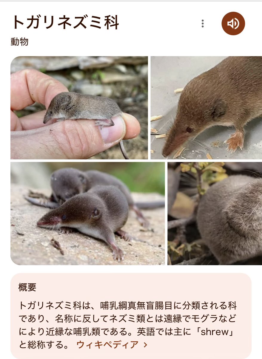 なおおお(´Д` )ぽけもんぱらだいす tweet media