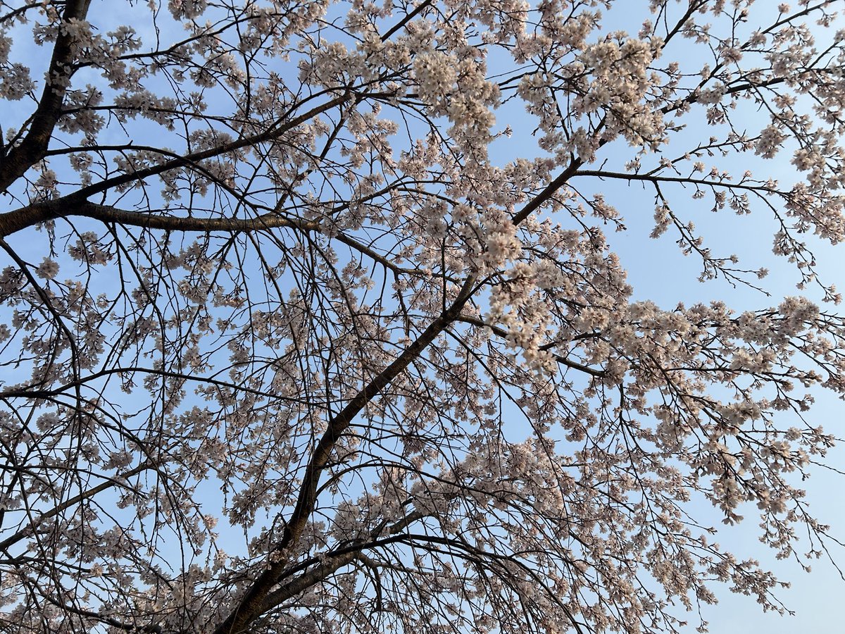 Mariko Abe tweet media