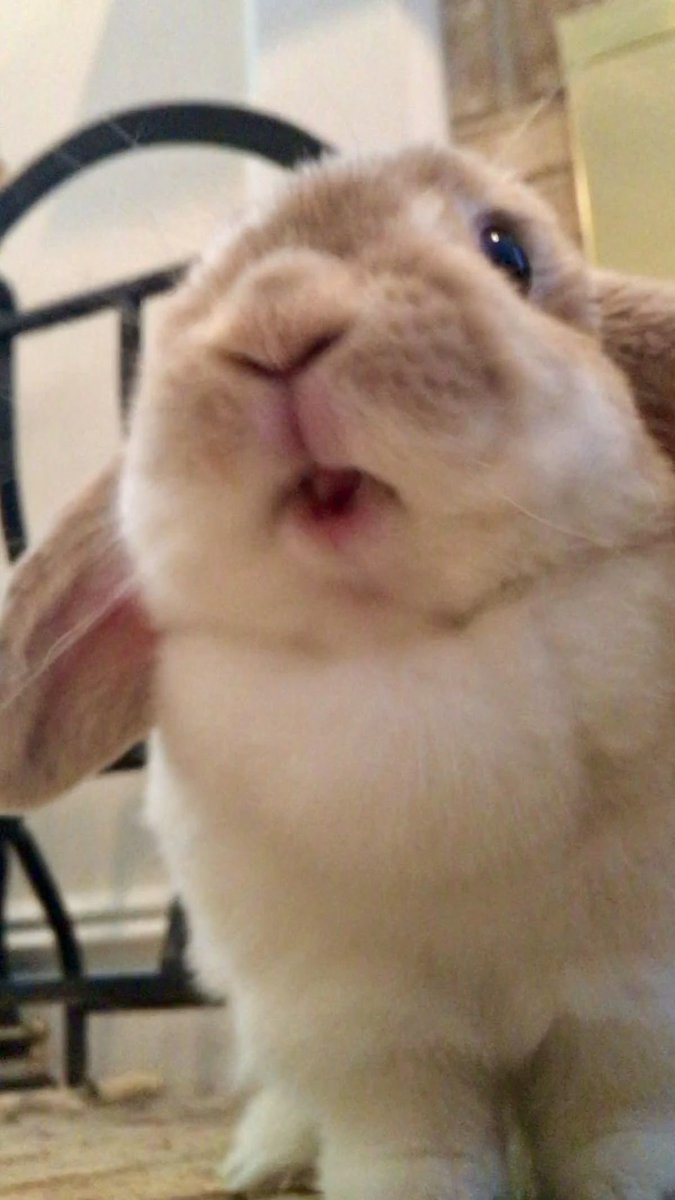 เพ้ดจุ้ tweet media