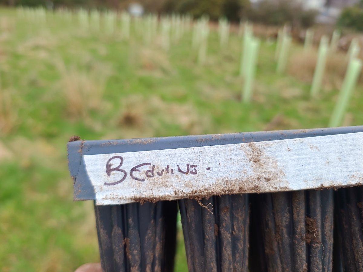 Prof Paul Thomas tweet media