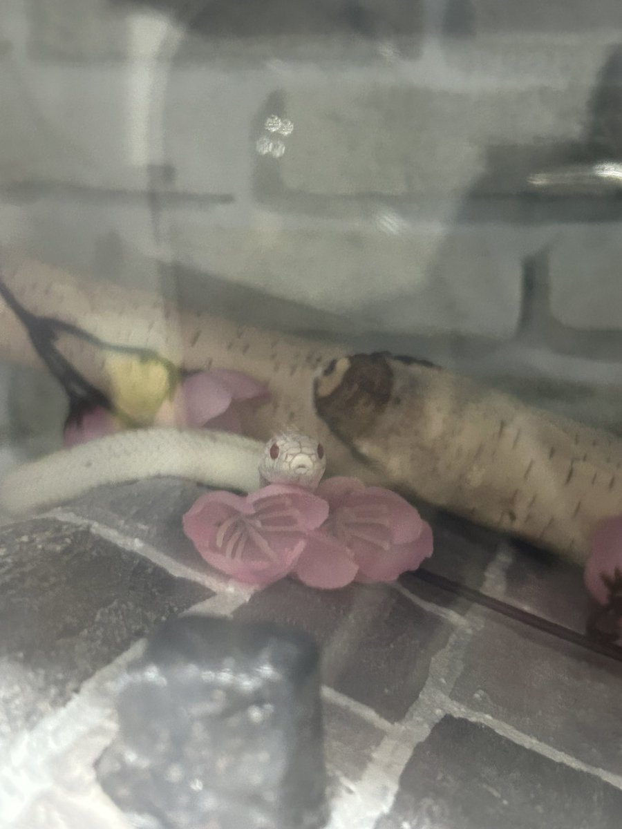 のぢ𓆙ིྀ tweet media