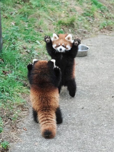 お侍さん tweet media