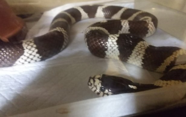 Rぐれい tweet media