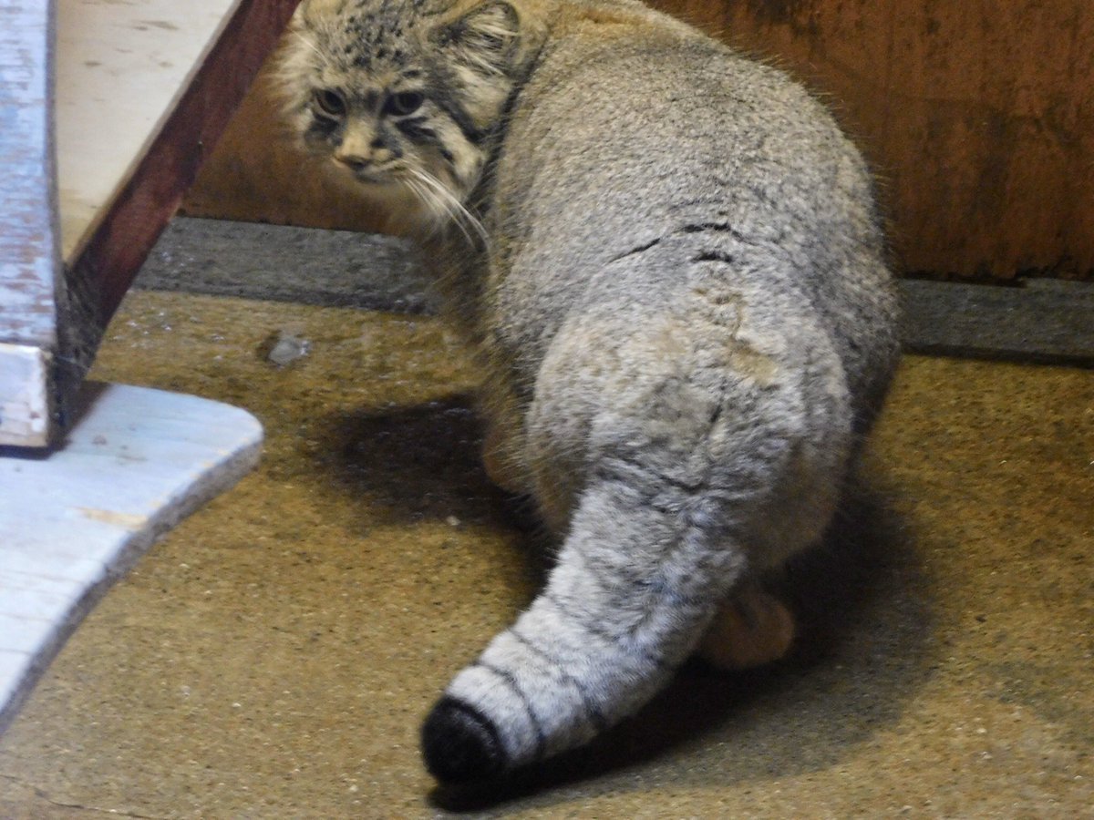 사가미 tweet media