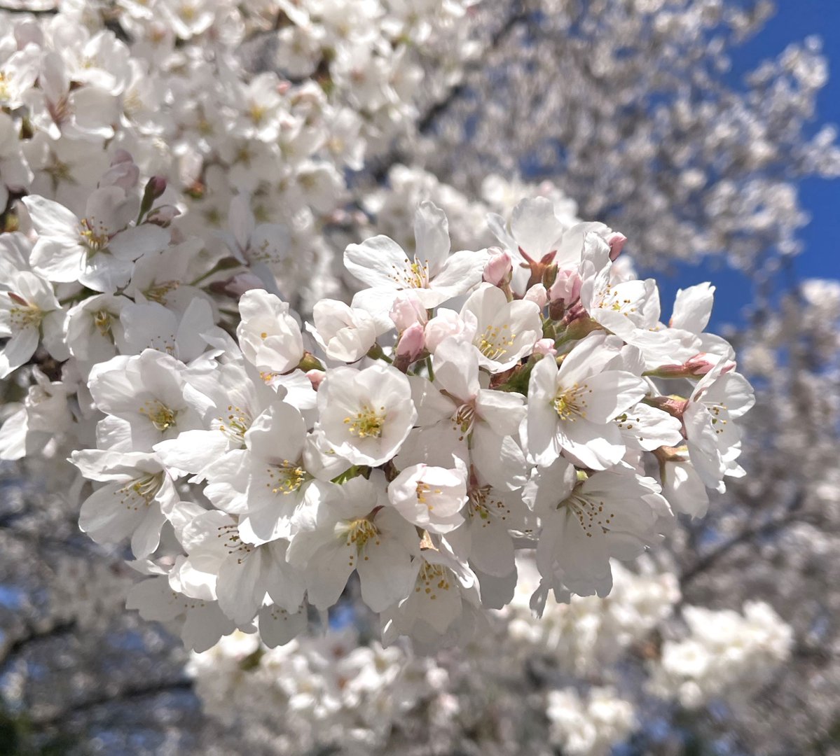 National Mall NPS tweet media