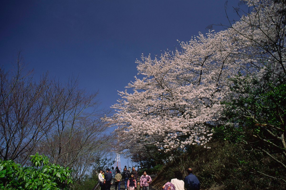 25 Mar. 1990
横浜市鶴見区, 三ッ池公園。
36年前の花見風景。
 #90年代 , #平成の風景, #昔の写真, #平成, #ちょっと昔