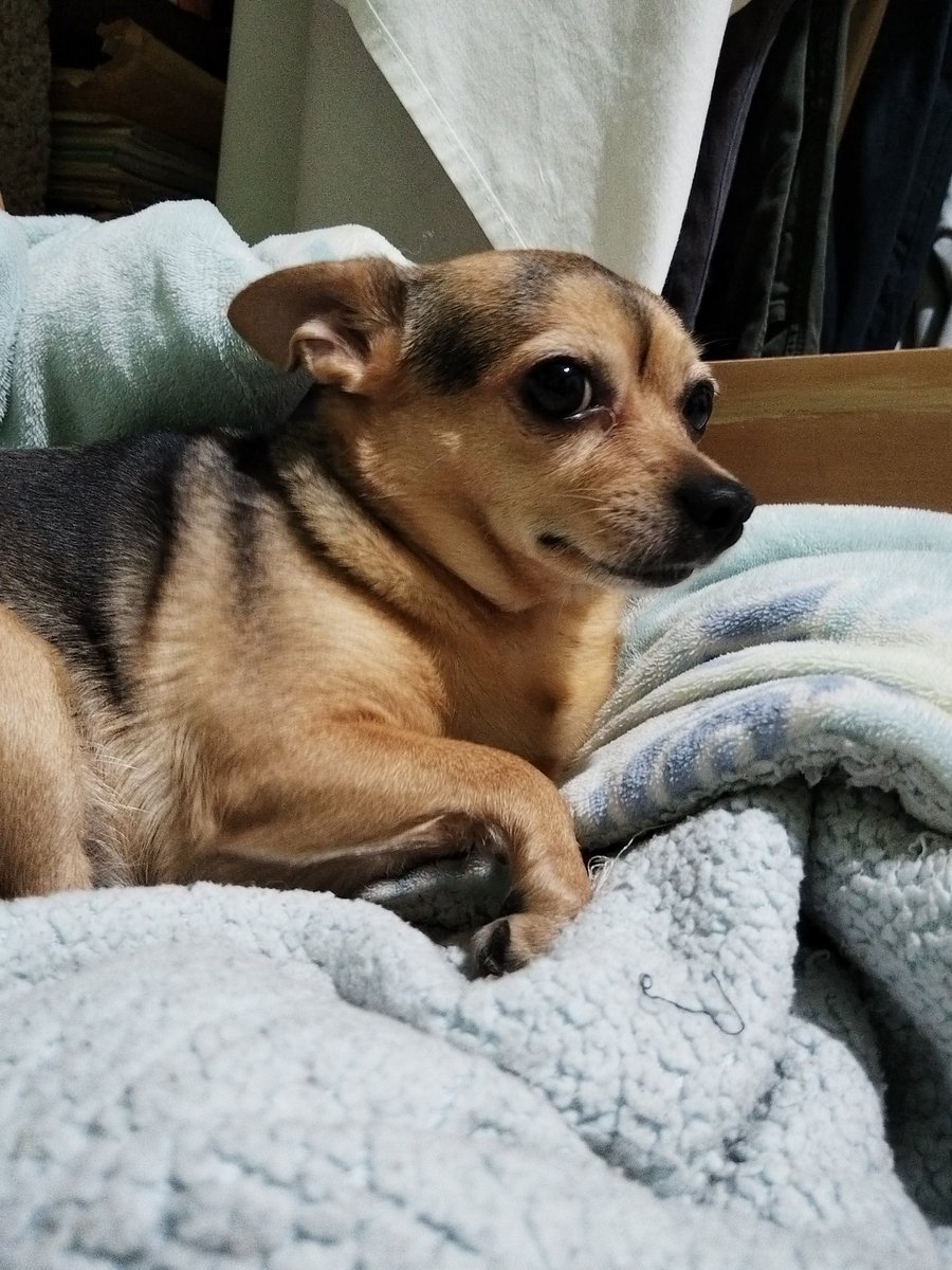 junioryMilo23's tweet photo. Oi es un día muy especial Shi Shi poque oi cumpe años nuesta quelida manita @Sofie_JMACS  manita feliz cumpeaños💗 que oi tengan un kemosisimo día junto a al tío a los manitos y awelitos llenitos de amor y cositas ricas gracias Po se nuesta manita estecueme mucho💗✨🐾 https://t.co/ZFk0HGTs2g