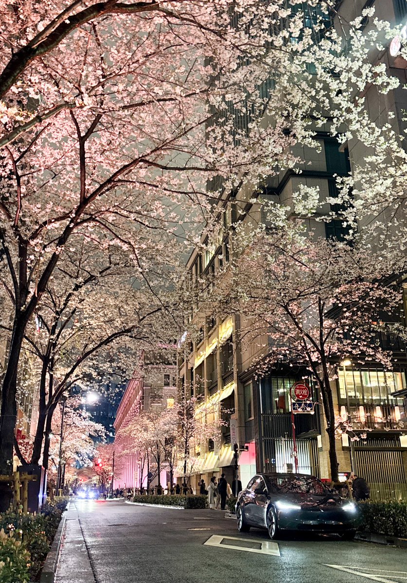 taktsla's tweet image. Tesla Model3 with Sakura
#tesla #model3 #sakura #cherryblossoms