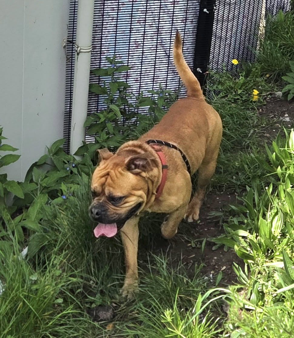 Animal Adoptions UK 🐕‍🦺🐈🐎❤️ tweet media