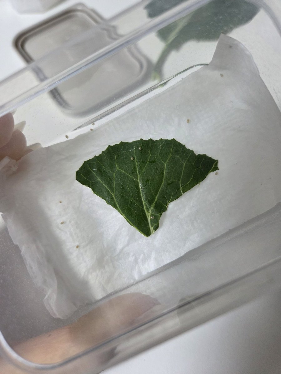 양깅 달팽이 계정 tweet media