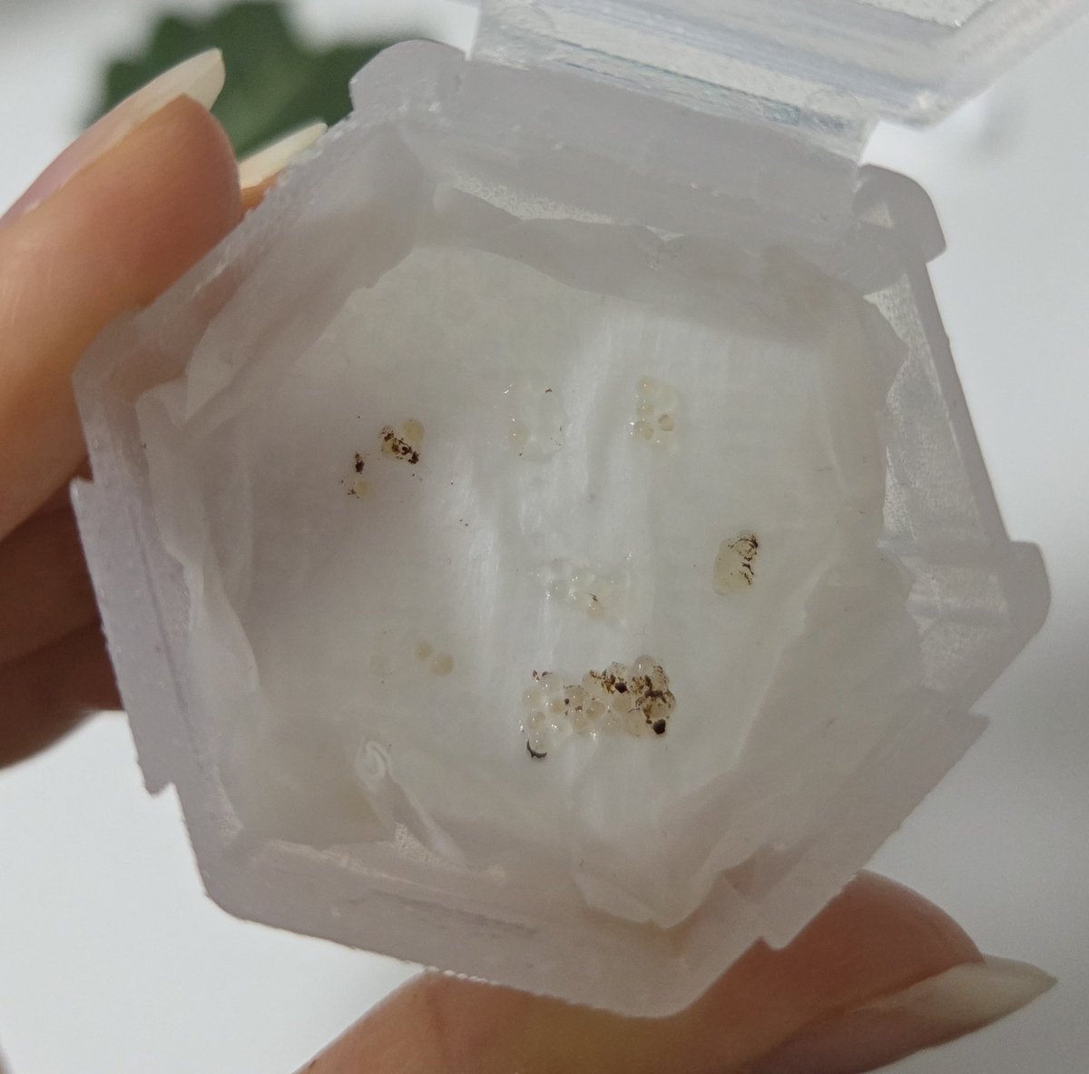 양깅 달팽이 계정 tweet media