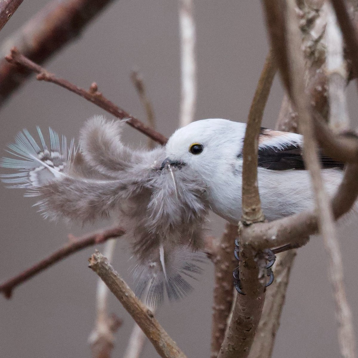 うみの さち tweet media