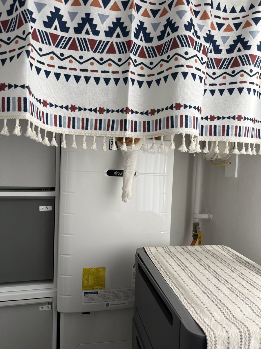 우리집 고양이 빵식이 tweet media