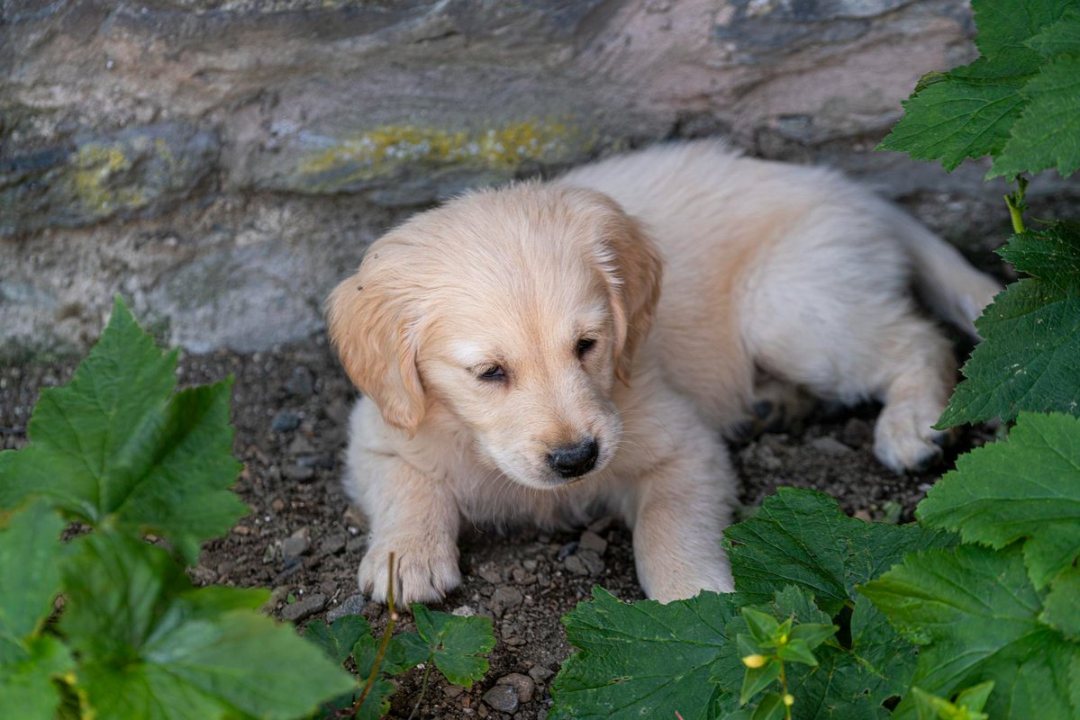TheEverydayBrit's tweet image. Golden Retriever puppy having a rest in Snowdonia National Park, Wales 🏴󠁧󠁢󠁷󠁬󠁳󠁿
#Dog #DogLove #DogLover #DogLovers #DogWeek #Puppy #Pup