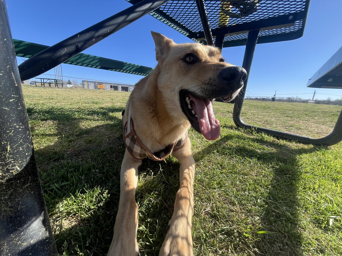 Doge Van tweet media