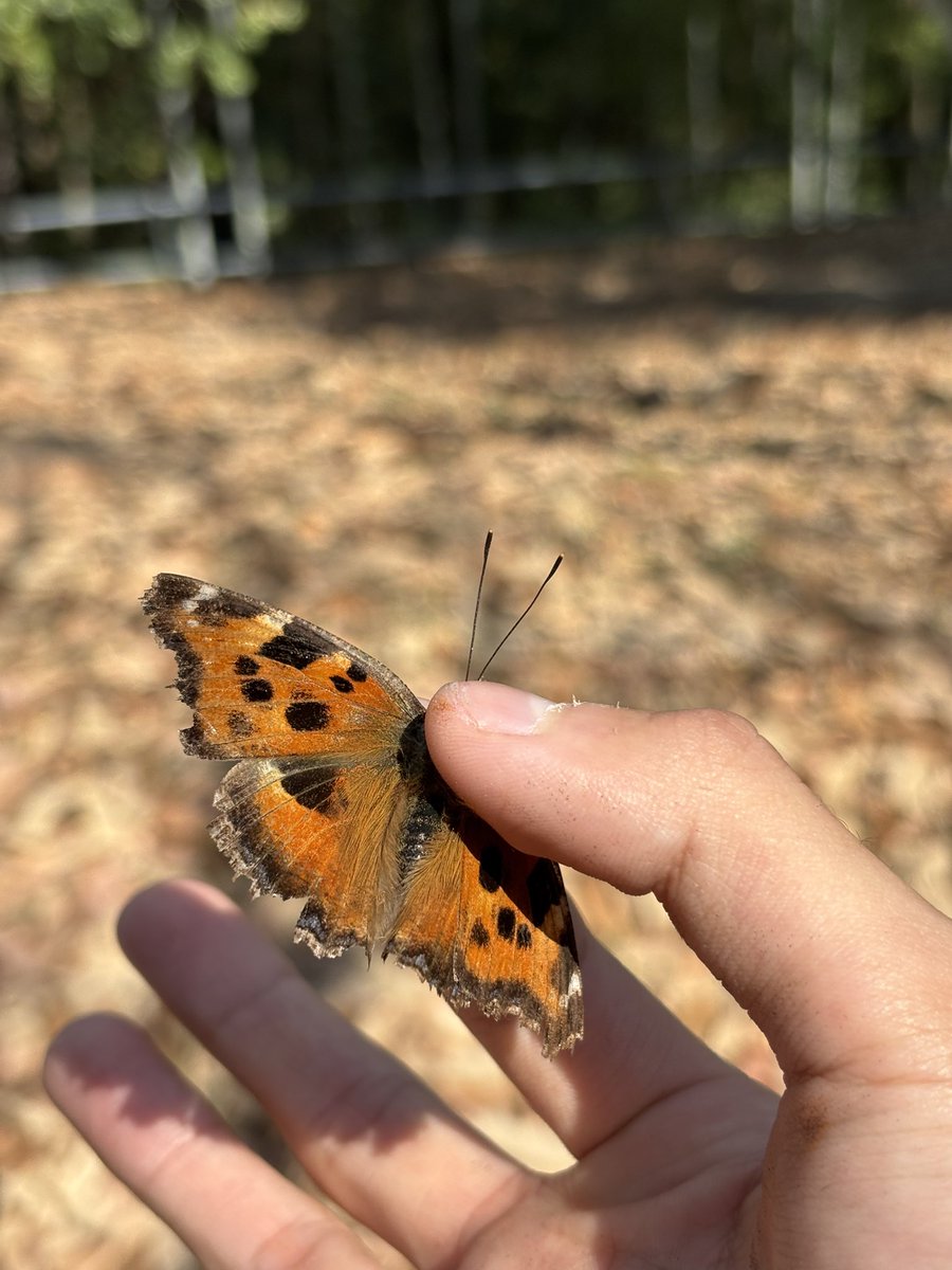 めぇいでゔぁ tweet media