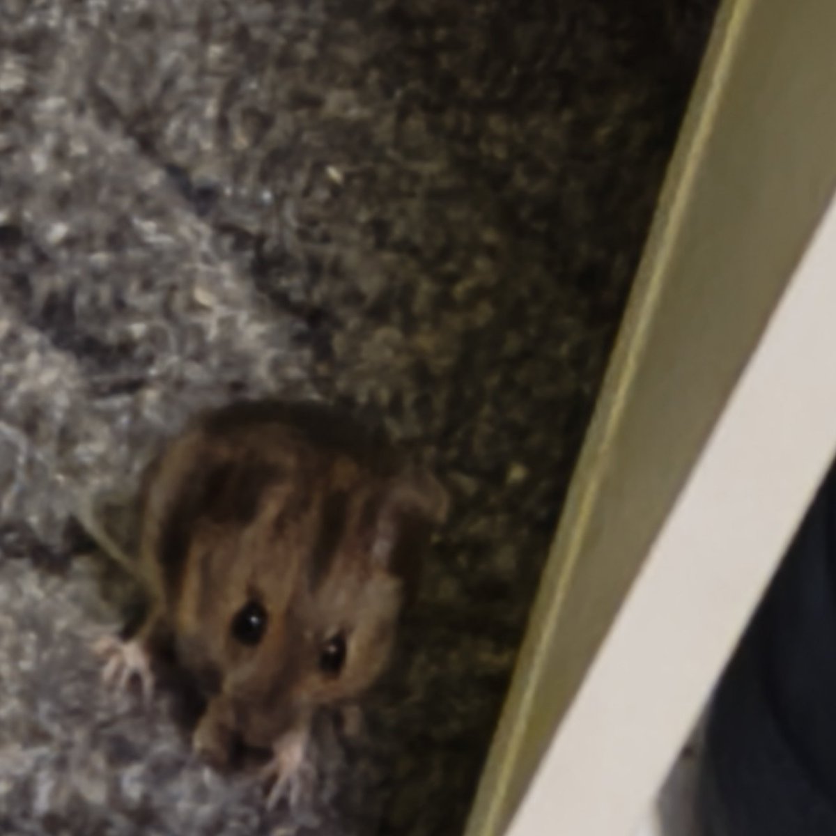 meha 🎀 🍫 🔪 tweet media