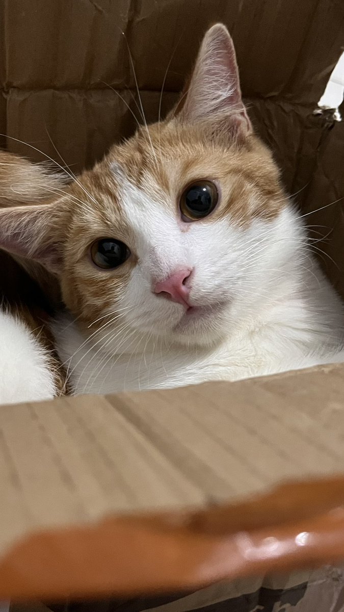 Astrella🌷 tweet media