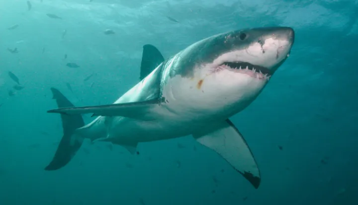 National Geographic Shark Division tweet media