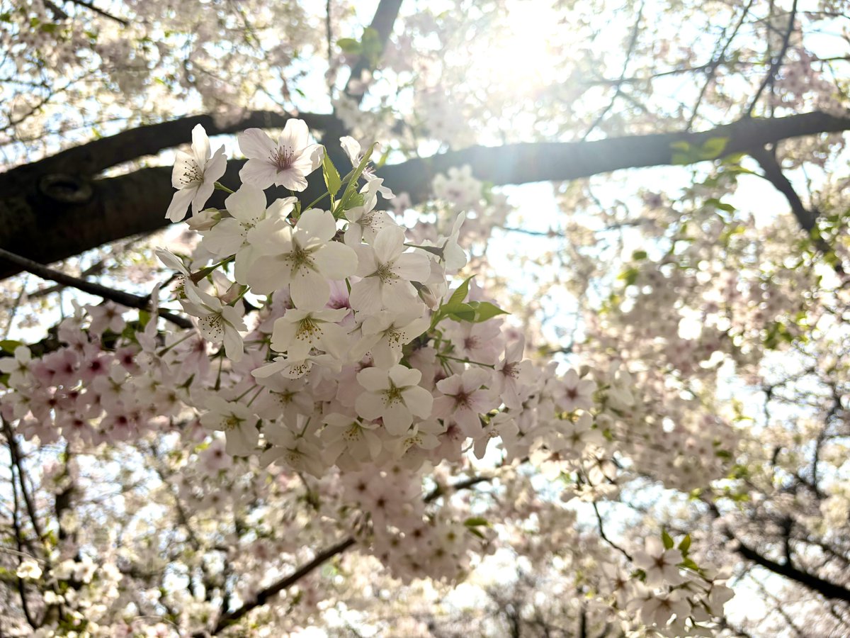 宮内沙弥 saya@yenca tweet media