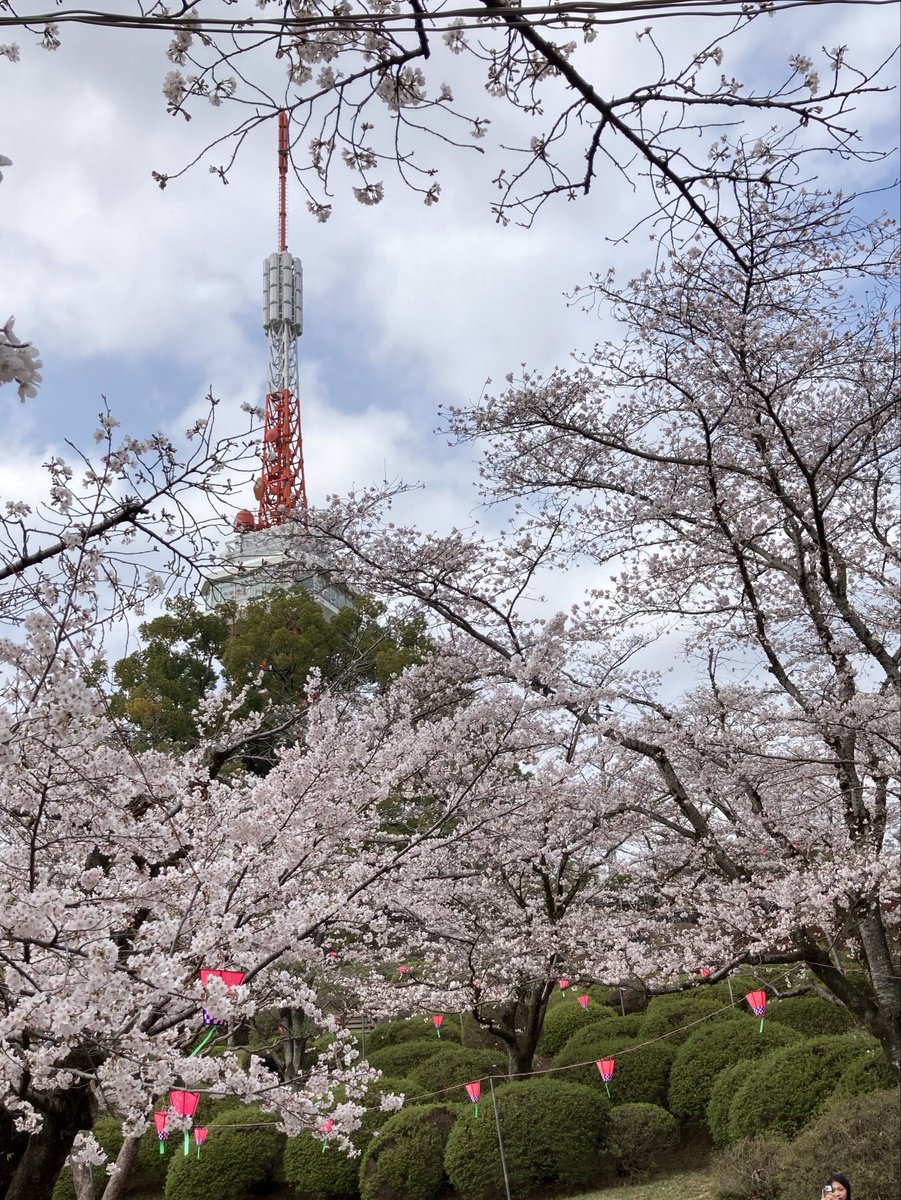 YoKK246's tweet photo. Mar 30, 2026 #八幡山公園 #サクラ　（宇都宮） https://t.co/ZGwZi63KvQ