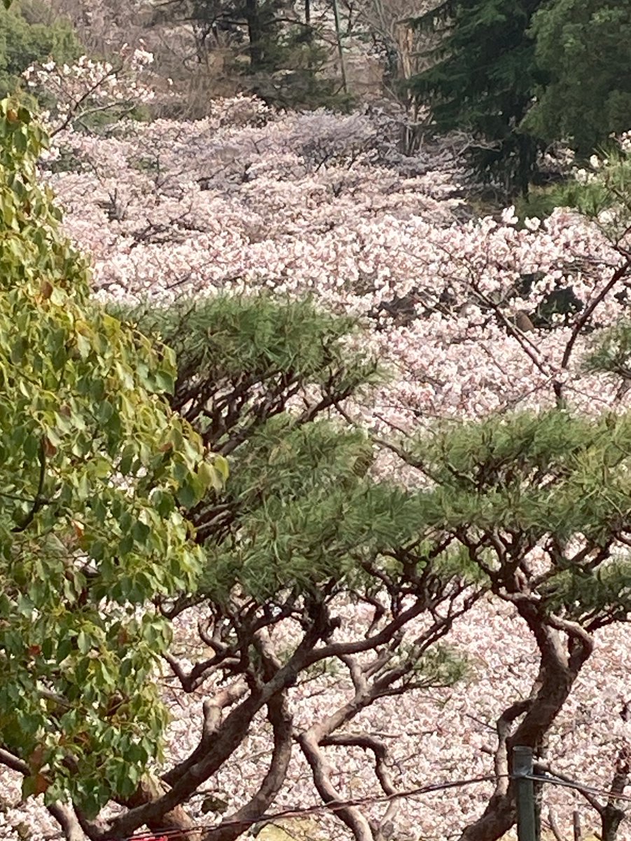 YoKK246's tweet photo. Mar 30, 2026 #八幡山公園 #サクラ　（宇都宮） https://t.co/ZGwZi63KvQ