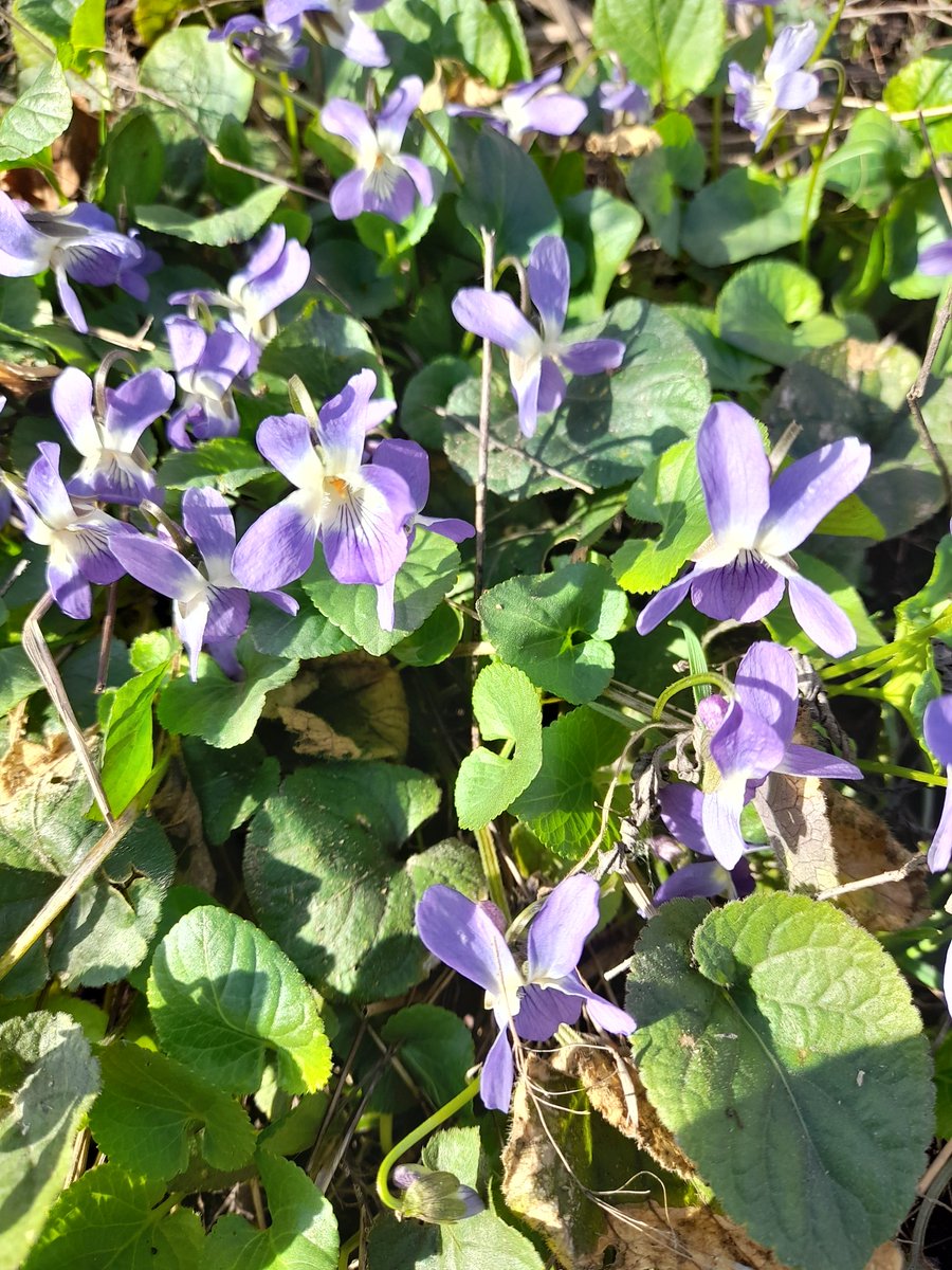 ✙Позитивний пан інженер✙🇺🇦 tweet media