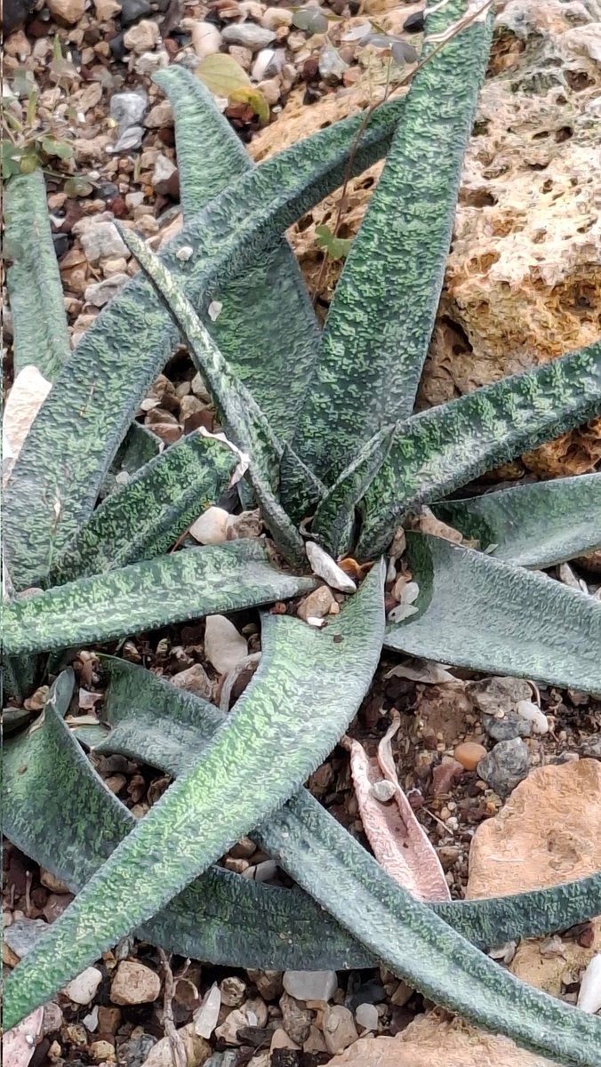 Gasteria batesiana var. batesiana
