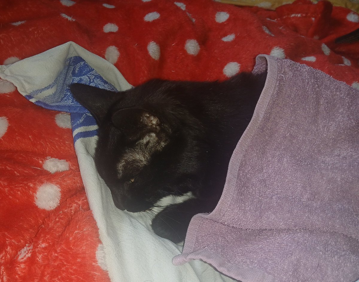 Frau Marie 🐦 tweet media