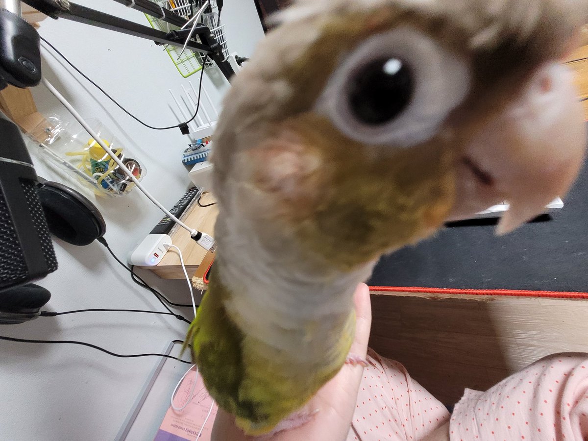 지옥불앵무새 tweet media