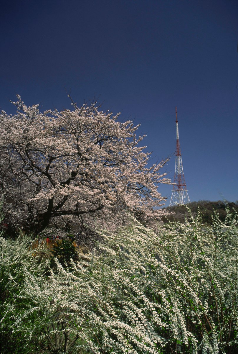 25 Mar. 1990
横浜市鶴見区, 三ッ池公園。
36年前の花見風景。
 #90年代 , #平成の風景, #昔の写真, #平成, #ちょっと昔