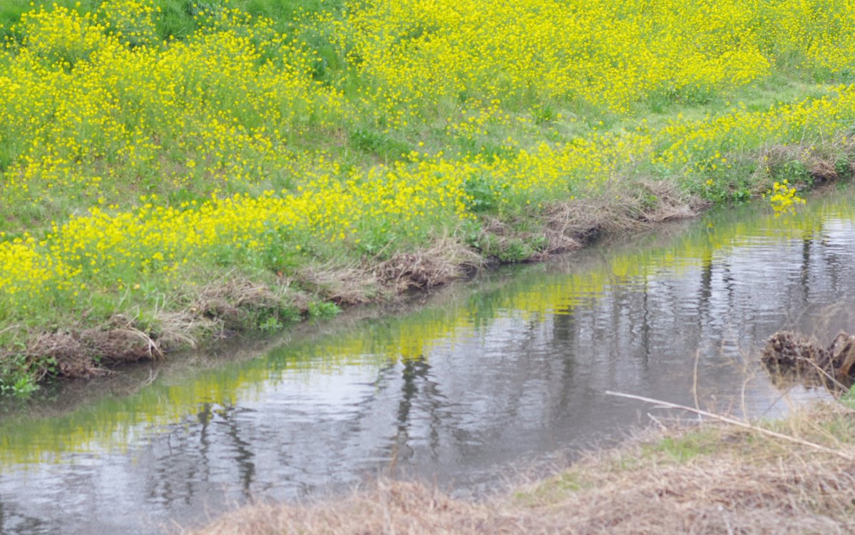 ドゥちゃん .:✼̥୭*ˈ tweet media