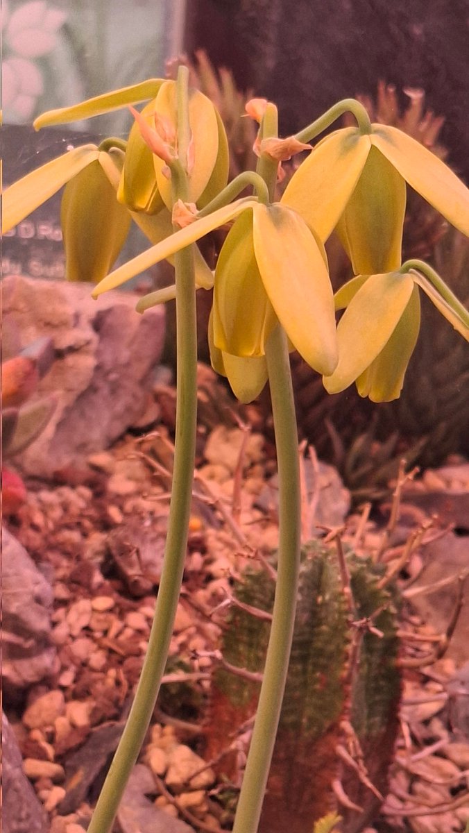 Albuca spiralis