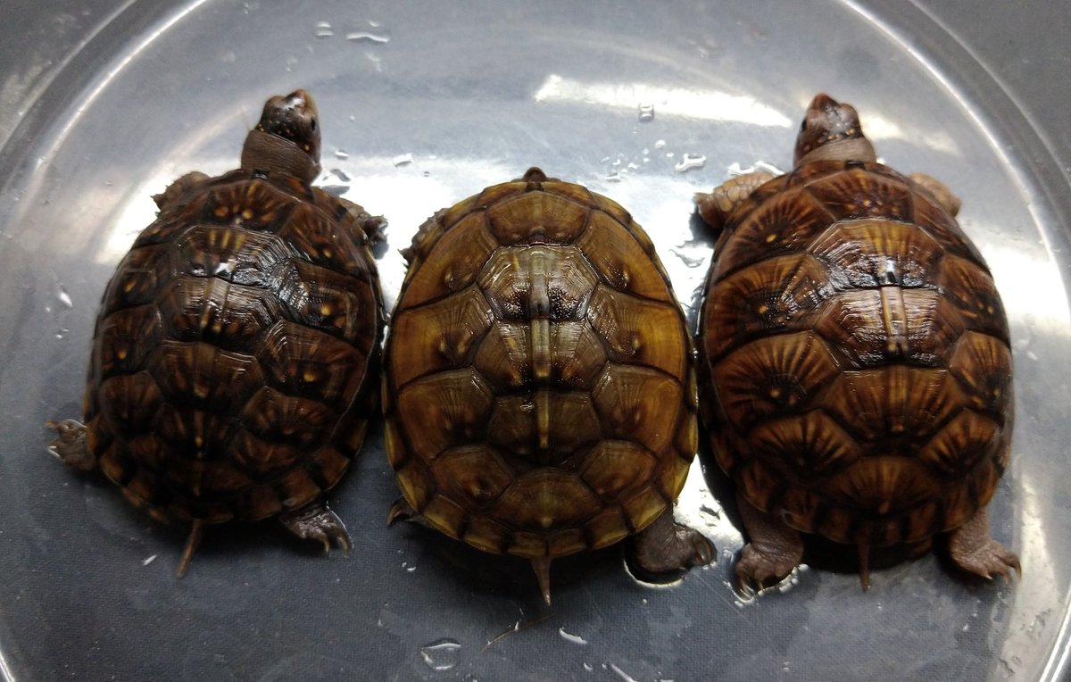 オーナーズフィッシュ＆レプタイルズ tweet media