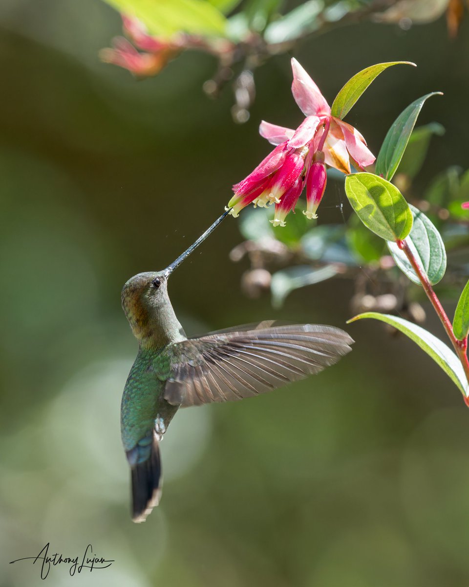 Cult of the Hummingbird tweet media