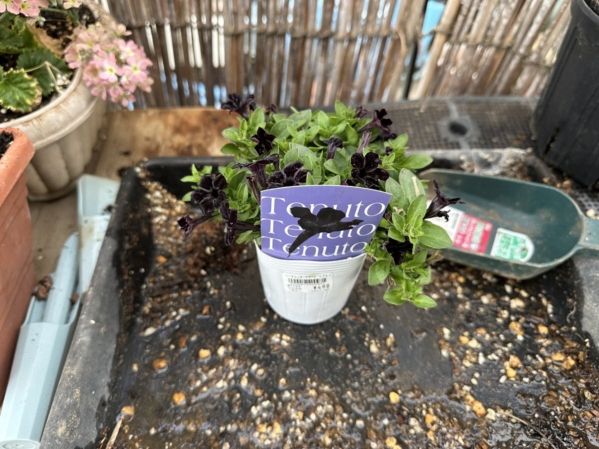 じゅう tweet media