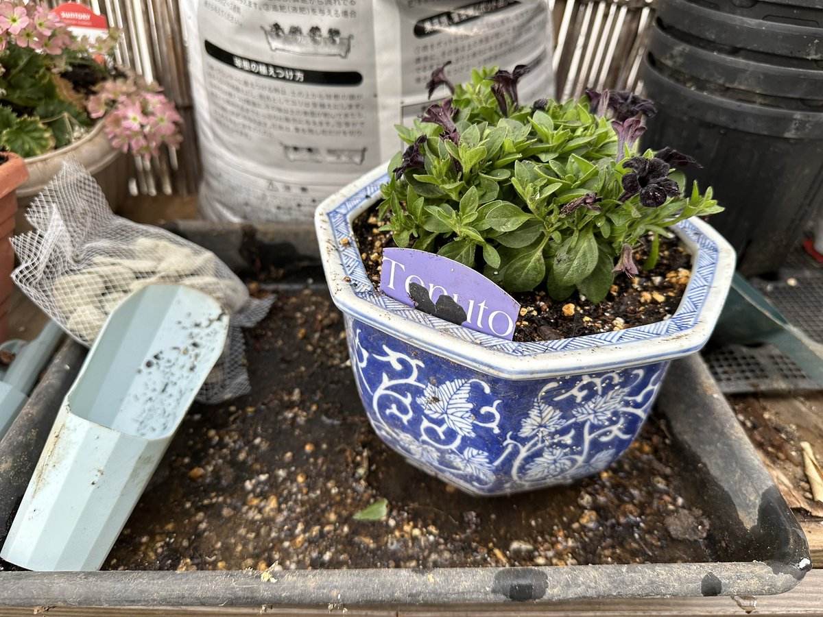 じゅう tweet media