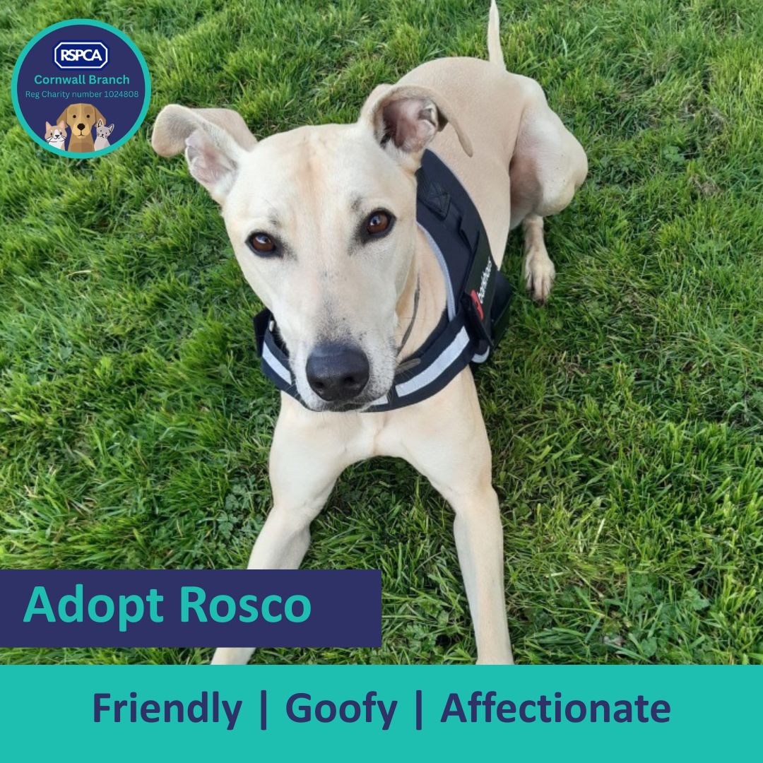 CornwallRspca's tweet photo. 🐾 Meet Rosco 💛
5y Lurcher cross

Friendly • Goofy • Affectionate

Loves people, walks, play &amp; cuddles 🐶 Knows basic commands, walks nicely &amp; eager to learn. Best as only dog, no cats. Needs 13+ home &amp; secure garden.

Apply 👉 https://t.co/nvNmVApUWC

#AdoptDontShop https://t.co/BmVXQ2o4eR