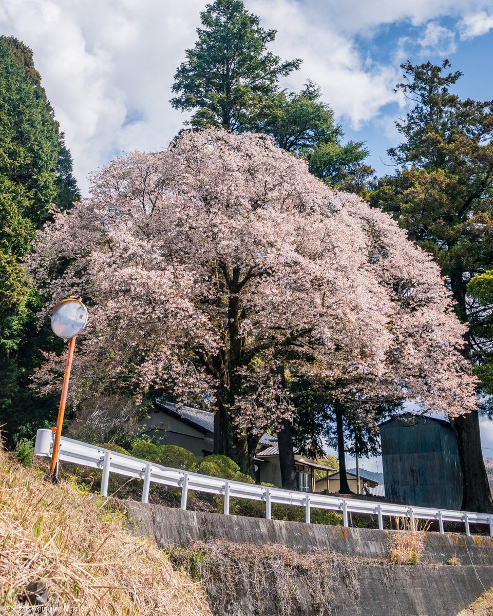静岡県周智郡森町の戦国夢街道ハイキングコースの桜🌸静岡にはまだ知られていない素晴らしい桜がたくさんあります。