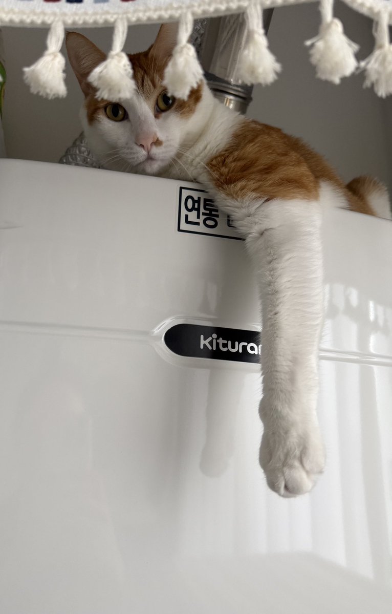 우리집 고양이 빵식이 tweet media