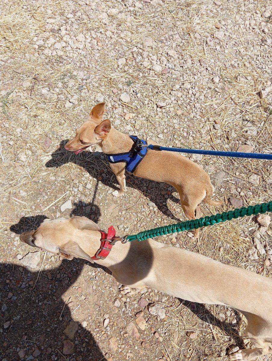 Hardvanzo tweet media