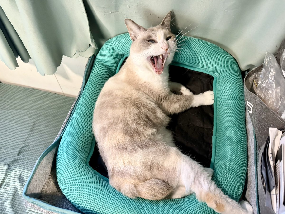 おでかけ部なかじ🚌キャンピングカーライフ tweet media