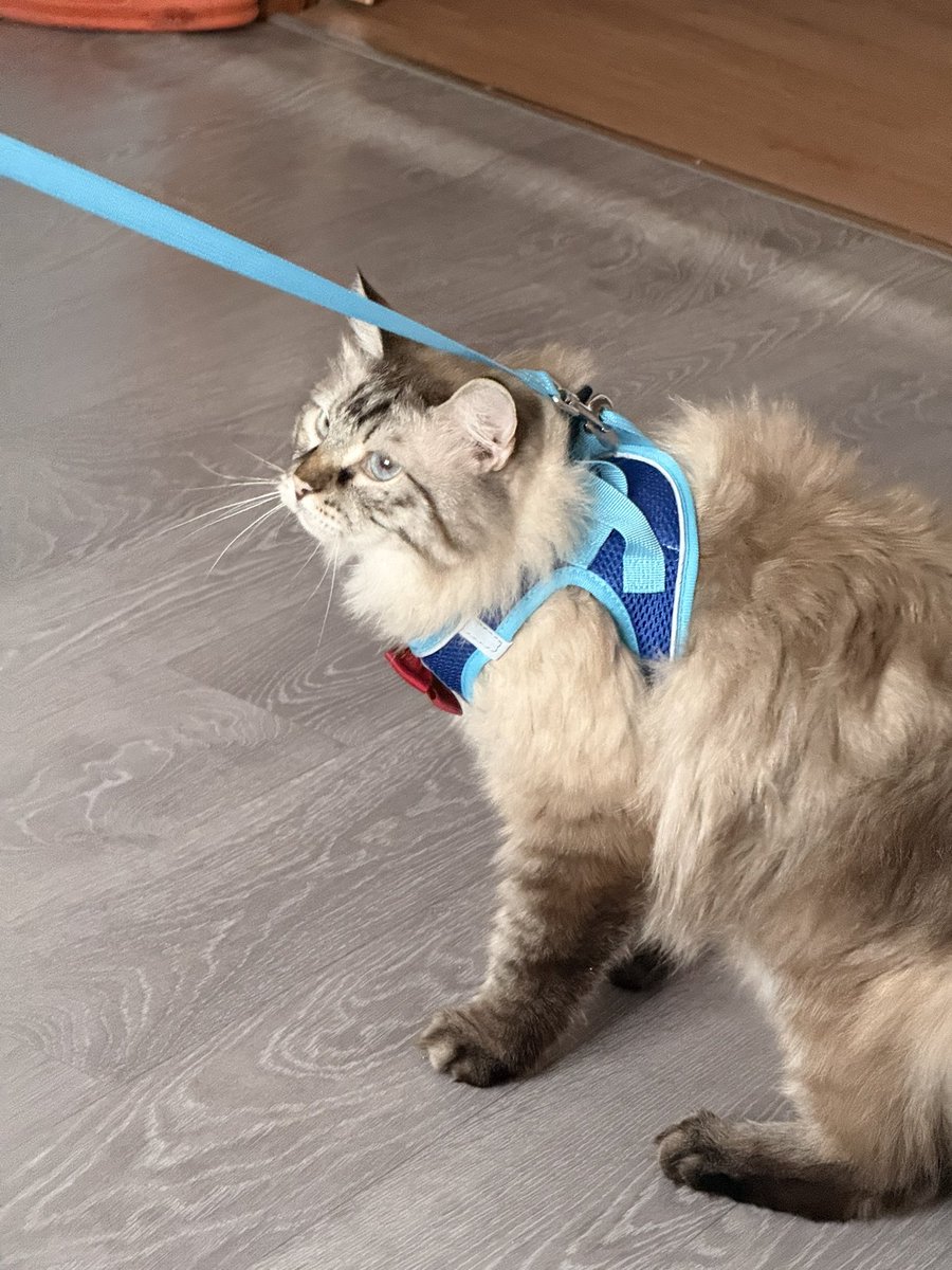 горизонтальная тревожка tweet media