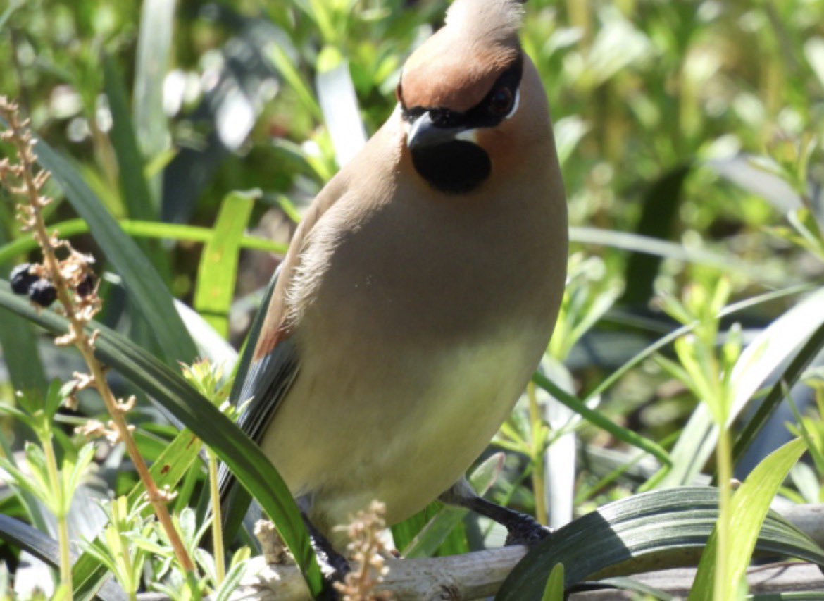 もりハピ♪ 鳥とグルメと tweet media