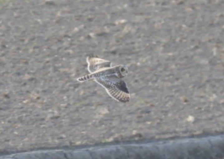 もりハピ♪ 鳥とグルメと tweet media